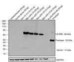 V5 Tag Antibody