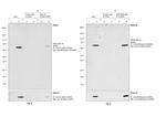 V5 Tag Antibody in Immunoprecipitation (IP)