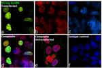 V5 Tag Antibody in Immunocytochemistry (ICC/IF)