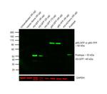 GFP Antibody in Western Blot (WB)