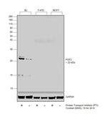 FGF2 Antibody