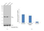 FGF2 Antibody in Western Blot (WB)