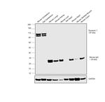 Dynamin 1 Antibody