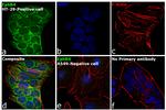 EphB4 Antibody in Immunocytochemistry (ICC/IF)