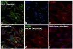 GSTP1 Antibody in Immunocytochemistry (ICC/IF)