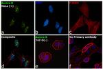 Aurora B Antibody