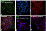 Cytokeratin 5 Antibody in Immunocytochemistry (ICC/IF)