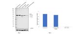 Cytokeratin 5 Antibody in Western Blot (WB)