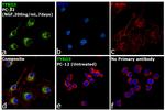 TYRO3 Antibody in Immunocytochemistry (ICC/IF)