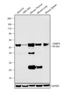 GABPA Antibody in Western Blot (WB)