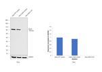 MLH1 Antibody