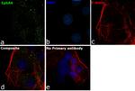 EphA4 Antibody in Immunocytochemistry (ICC/IF)