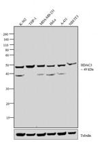 HDAC3 Antibody in Western Blot (WB)