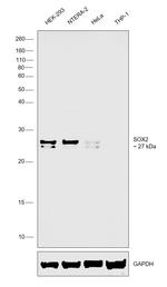 SOX2 Antibody in Western Blot (WB)