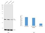 SOX2 Antibody in Western Blot (WB)