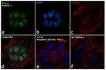 Nanog Antibody in Immunocytochemistry (ICC/IF)