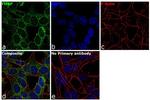 FMRP Antibody in Immunocytochemistry (ICC/IF)