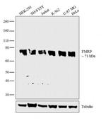 FMRP Antibody in Western Blot (WB)