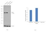 FMRP Antibody