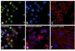 p53 Antibody in Immunocytochemistry (ICC/IF)