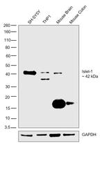 ISL1 Antibody in Western Blot (WB)