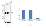 alpha-1 Antitrypsin Antibody in Western Blot (WB)