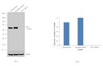 CD73 Antibody in Western Blot (WB)