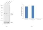 FOXA2 Antibody in Western Blot (WB)