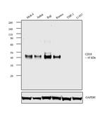 CD38 Antibody