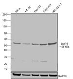 BMP-4 Antibody in Western Blot (WB)