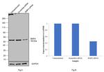 BMP-4 Antibody in Western Blot (WB)