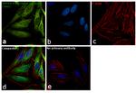 HSPA4 Antibody in Immunocytochemistry (ICC/IF)