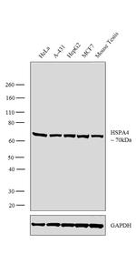 HSPA4 Antibody in Western Blot (WB)