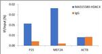 HDAC4 Antibody in ChIP Assay (ChIP)