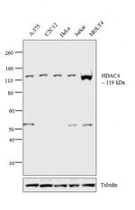 HDAC4 Antibody in Western Blot (WB)