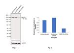 SMC1 Antibody in Western Blot (WB)