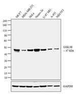 GSK3B Antibody in Western Blot (WB)