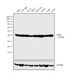 ERK1/ERK2 Antibody in Western Blot (WB)