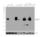 Synaptophysin Antibody