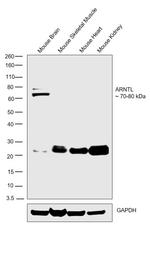 BMAL1 Antibody