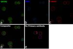 GATA1 Antibody in Immunocytochemistry (ICC/IF)