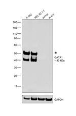 GATA1 Antibody in Western Blot (WB)