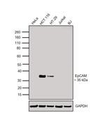 EpCAM Antibody