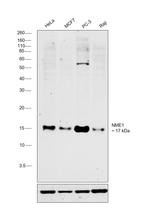 NME1 Antibody in Western Blot (WB)