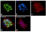 ETV5 Antibody in Immunocytochemistry (ICC/IF)