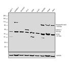 ETV5 Antibody in Western Blot (WB)