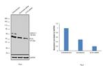 ETV5 Antibody in Western Blot (WB)