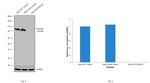 STAT5 beta Antibody in Western Blot (WB)