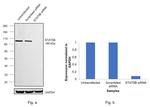 STAT5 beta Antibody in Western Blot (WB)