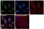 PLZF Antibody in Immunocytochemistry (ICC/IF)